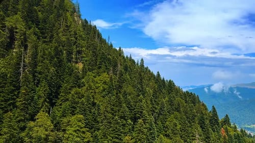 Dichte immergrüne Pinienwälder, die den Hang des Berges bedecken.
