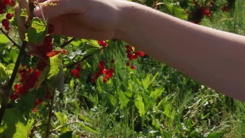 girl hand pick up red currant from bush on windy summer sunny day close up