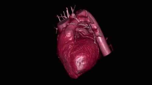 3D Rotating Human Heart Medical Animation