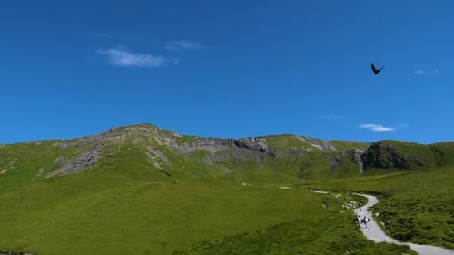 black bird, alpine chough flying in slow motion, beautiful mountain scenery with blue sunny sky and