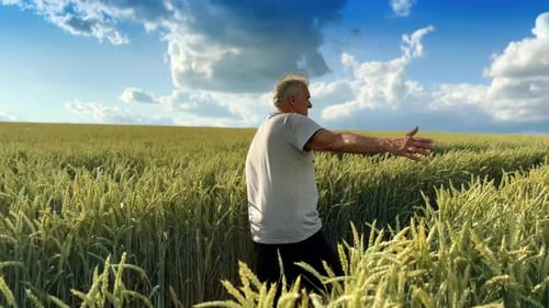 Old male farmer walks by the field full of ripe corn.