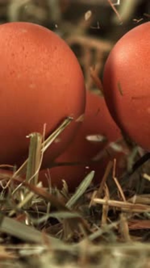 Chicken Eggs Fall Into the Hay Filmed on a Highspeed Camera at 1000 Fps