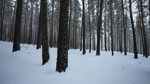 Beautiful View in Winter Forest in Snowfall Media Winter Forest in Snowy Weather Beautiful Walk in