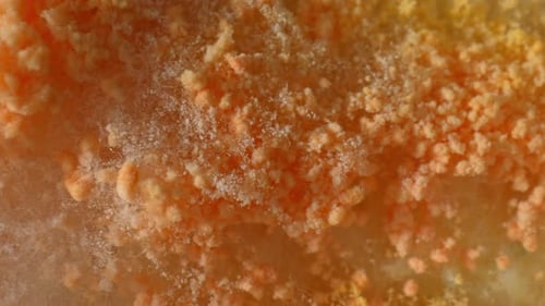 A close-up view of mold and fungus growing on bread.