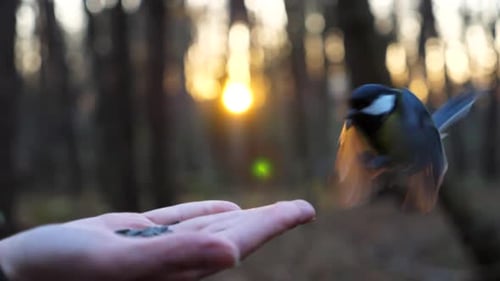 Petite mésange mangeant le repas depuis le bras d'une jeune fille contre un coucher de soleil bleui en arrière-plan Petite mésange