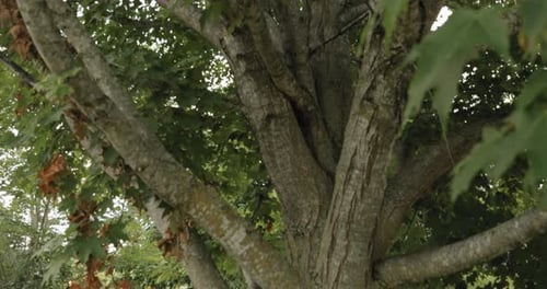 Gorgeous slow motion close up of the trunk and branches of a aged tree in the middle of the acreage