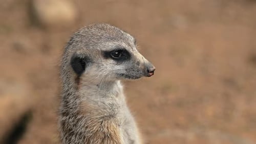 Neugieriges Erdmännchen, das wachsam ist und sich im Wüstenhabitat umschaut