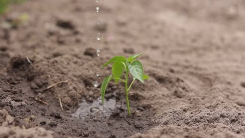 Agriculture. Senior farmer's hands with water are watering green sprout of peper. Young green seedli