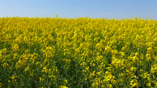 Felder mit blühendem Raps. Ländliche Landschaft im Frühling. Donauebene Bulgarien.