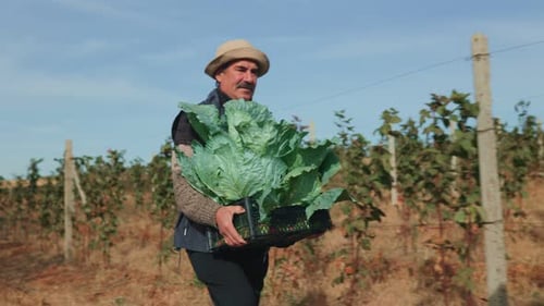 From Field to Car Footage of Senior Farmer Loading Raw Vegetables