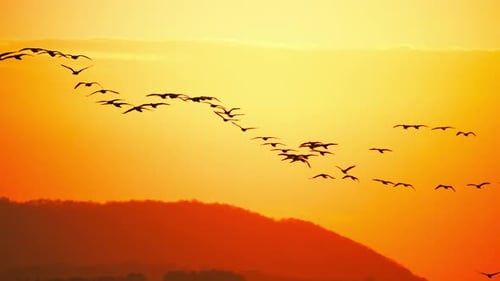 Le temps s'arrête au coucher du soleil : The Majestic Flight of Birds 2K