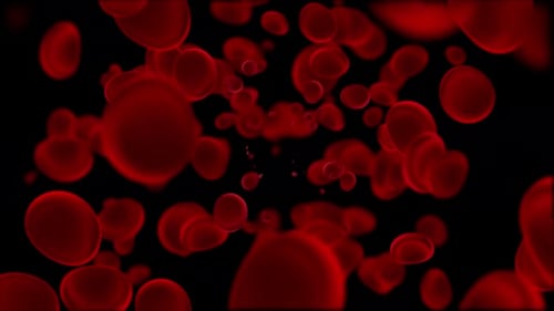Red Blood Cells Flowing in Bloodstream Medical Animation