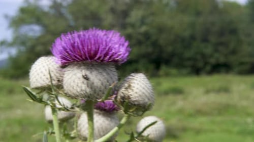 Thistle swaying in the wind – close up shot 2 – static shot