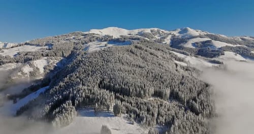 Luftaufnahme nebliger Winterkiefern