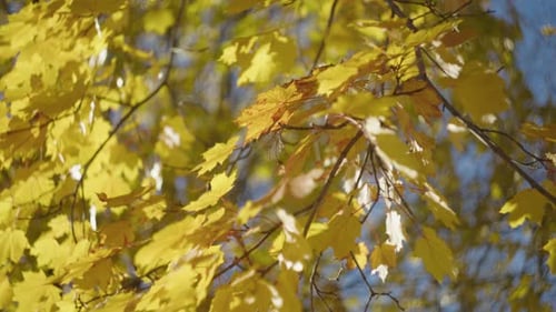 Maple Autumn Foliage On A Sunny Sunrise. Close-up Shot