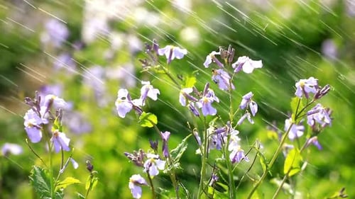 Water Drop Falling