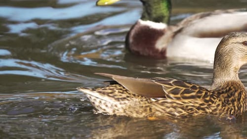 Wild Duck Floating Peacefully on Calm Pond Water Mallard Gliding Gently with Detailed Feather