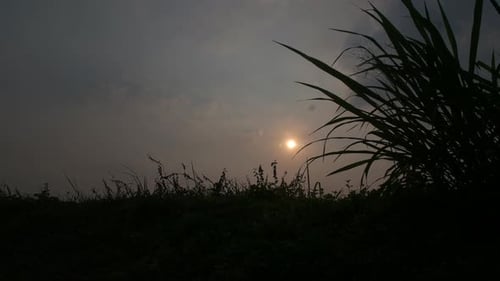 sunset with grass silhouette background