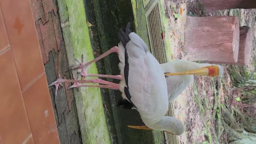 Two Yellowbilled Stork Birds with Long Thin Legs Stand on Paving Slabs