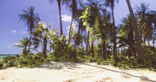 Lush Tropical Paradise with Palm Trees and Sandy Beach in Bright Sunlight