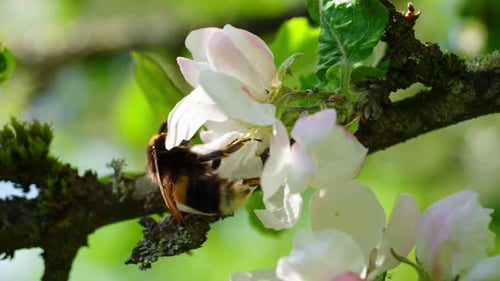 Bumblebee Pollinating Apple Blossom on a Branch in Springtime Nature Shot