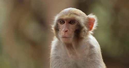 Macaques in nature. Macaques constitute a genus (Macaca) of gregarious monkeys. Macaques are found