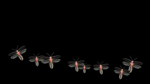 Animated Flying Fireflies Seamless Loop