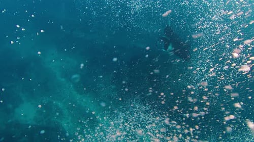 Magnificent Manta Ray Swimming Underwater in Ocean
