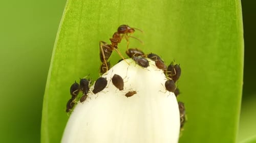Ameisenkolonie