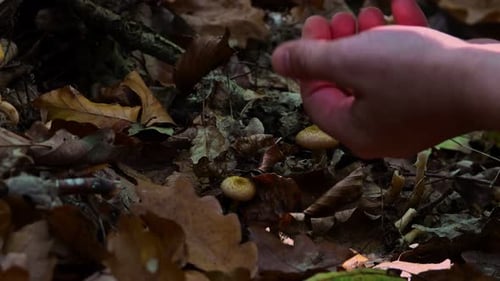 Honey fungus Mushrooms in autumn forest. Armillaria mellea.