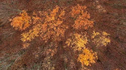 Vertical Aerial Trees Autumn Forest Nature Scenery