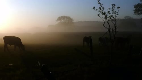 Cows Grazing in Misty Field at Sunrise