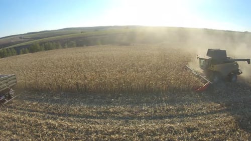 Top View of Combines Gathering Corn or Wheat Crop Flying Over Harvesters Rides Through Field Cutting