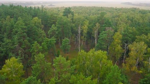 Forest Wood Tree Pine Aerial Drone Footage Green Nature Plant