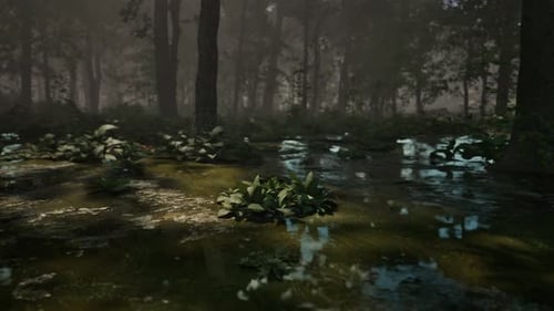 Fog and Dawn of the Sun in the Swamp