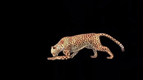 Cheetah Attack 2