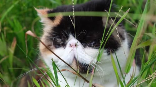 Black White and Orange Cat Sits in Grass