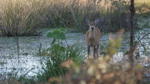 Marsh Deer Standing in Shallow Wetland Waters