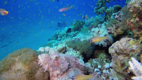 Scorpion Fish Reef Coral Garden