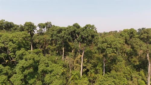 Endangered South American native Palo Rosa trees, Atlantic Forest Conservation