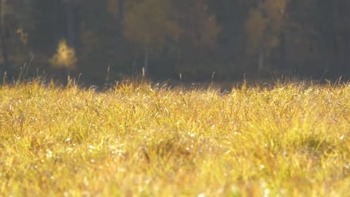 Golden Meadow Grass Swaying in the Sunlight