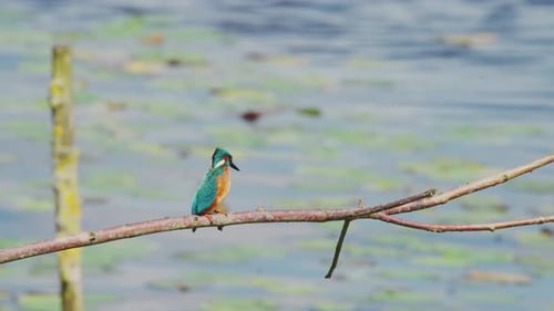 Martin-pêcheur perché sur une branche au-dessus d'un étang idyllique en Frise aux Pays-Bas, vue latérale de l'oiseau avec du bleu