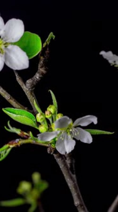 Vertical Cherry Blossom Time Lapse - 2K