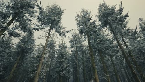 Winter Pine Tree Forest with Snow on Trees