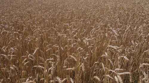 View of Golden Wheat Field Swaying Gently in the Breeze Under Bright Sunlight in Rural Landscape