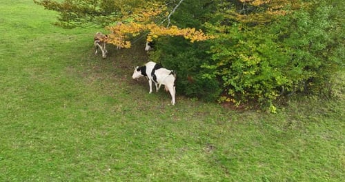 Aerial View of Herd of Cow Animals Resting and Eating Fresh Grass on Green Pasture