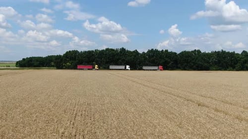 Transportation of the Harvested Crops of Wheat Trucks Parked Near the Field