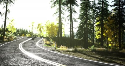 Winding Road Surrounded By Trees in a Picturesque Forest During Daylight