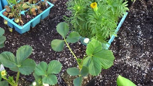 Seedlings of Strawberry Plants and Flowers in Pots