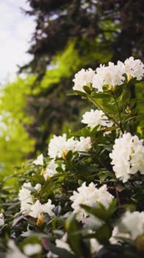Taking Their Time White Flowers Gently Sway in a Serene Spring Breeze Showcasing Their Beauty in